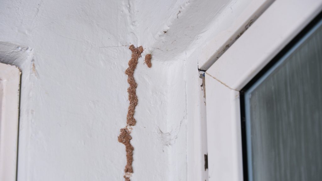Dry Rot
