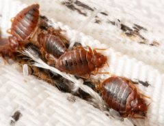 adult-bedbugs-nymphs-faecal-smears-on-mattress