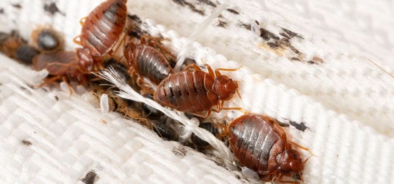 adult-bedbugs-nymphs-faecal-smears-on-mattress