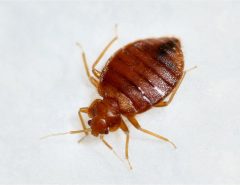 Bed bug feeding side