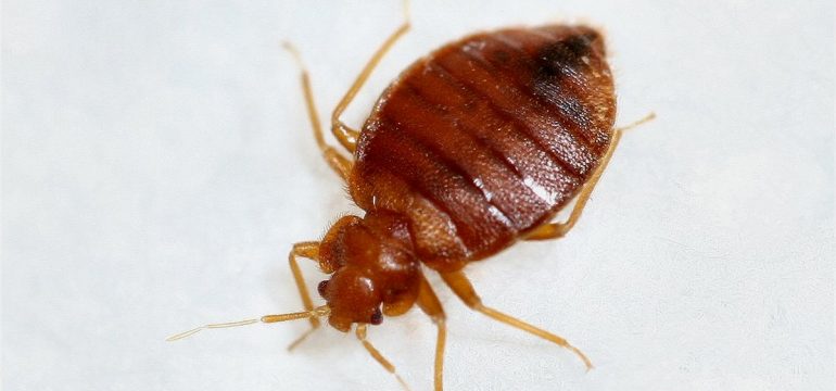 Bed bug feeding side