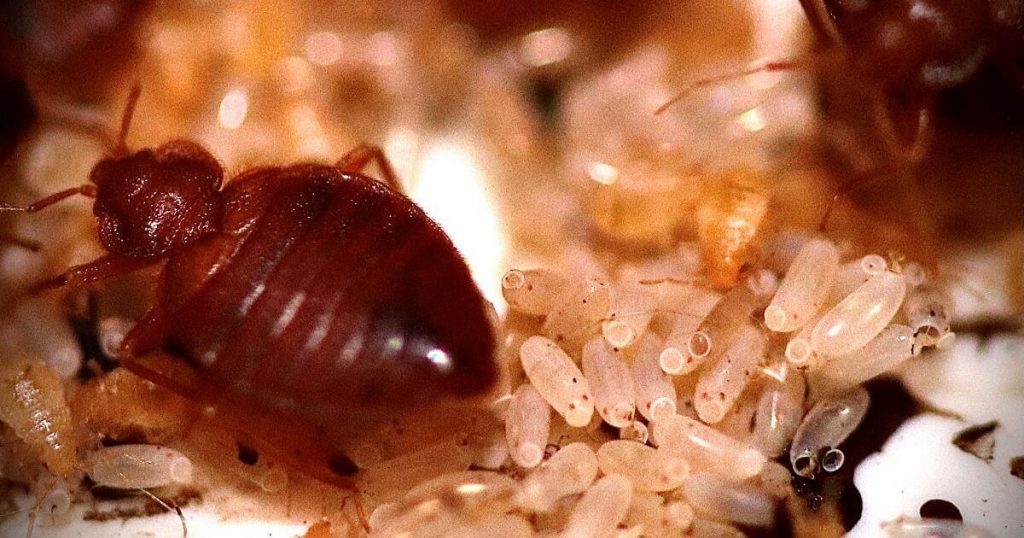 bedbugs-nymphs-and-eggs-closeup