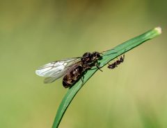 asius-niger-black-garden-worker-ant-and-alate-on-grass-stem