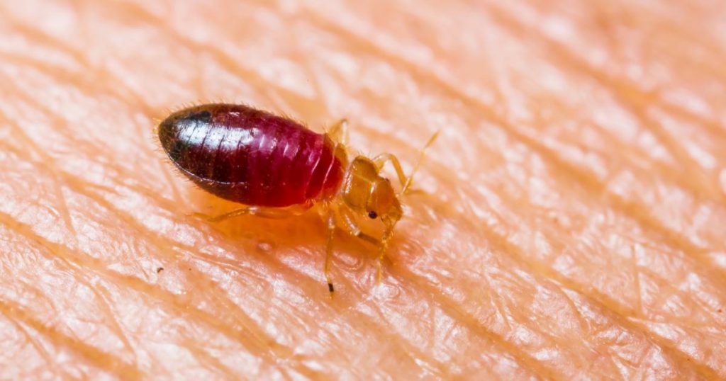 young-bed-bug-feeding-on-human-skin-closeup