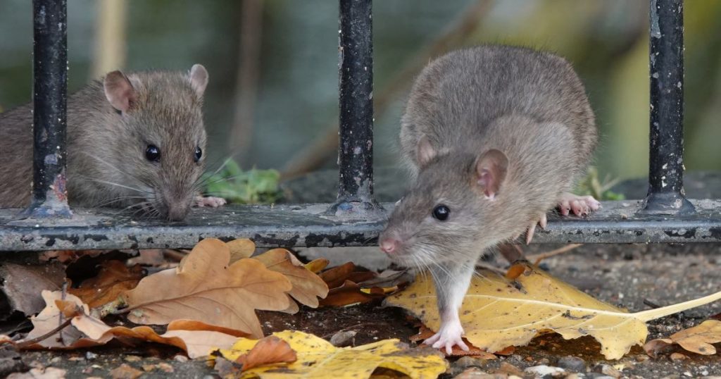 Two brown rats climbing through the railings of a fence