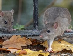 Two brown rats climbing through the railings of a fence
