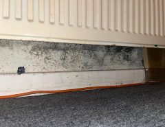 Mould at the bottom of a floor
