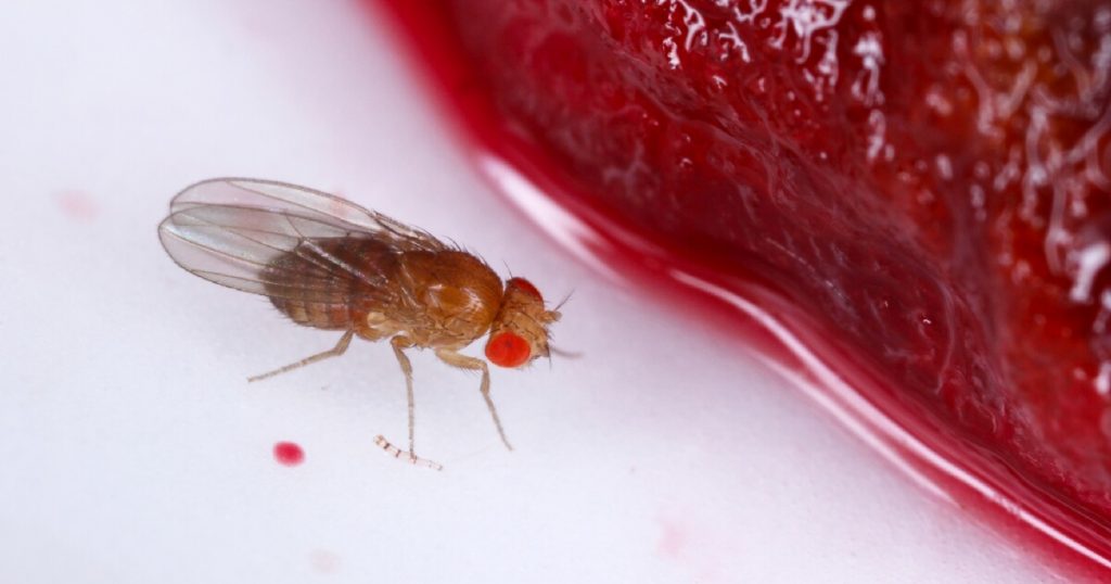 fruit-fly-next-to-food