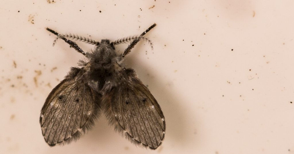drain-fly-also-called-filter-fly-moth-fly-sewage-farm-fly-in-drain-pipe
