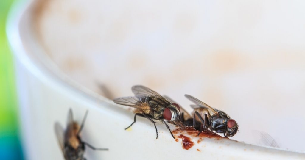 flies-on-coffee-mug-closeup