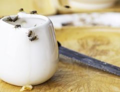 flies-feeding-on-white-sauce-pot-on-tray