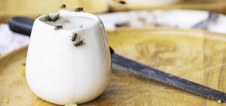 flies-feeding-on-white-sauce-pot-on-tray
