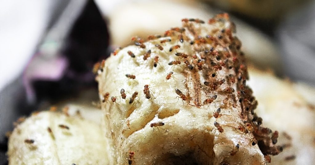 fruit-flies-swarming-over-banana