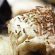 fruit-flies-swarming-over-banana