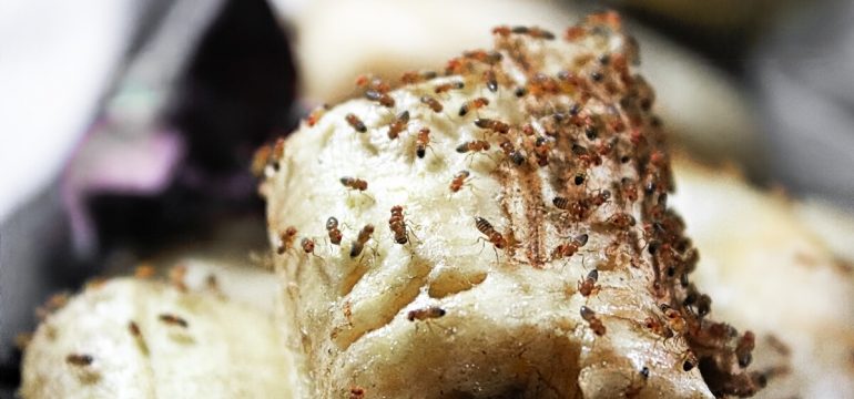 fruit-flies-swarming-over-banana