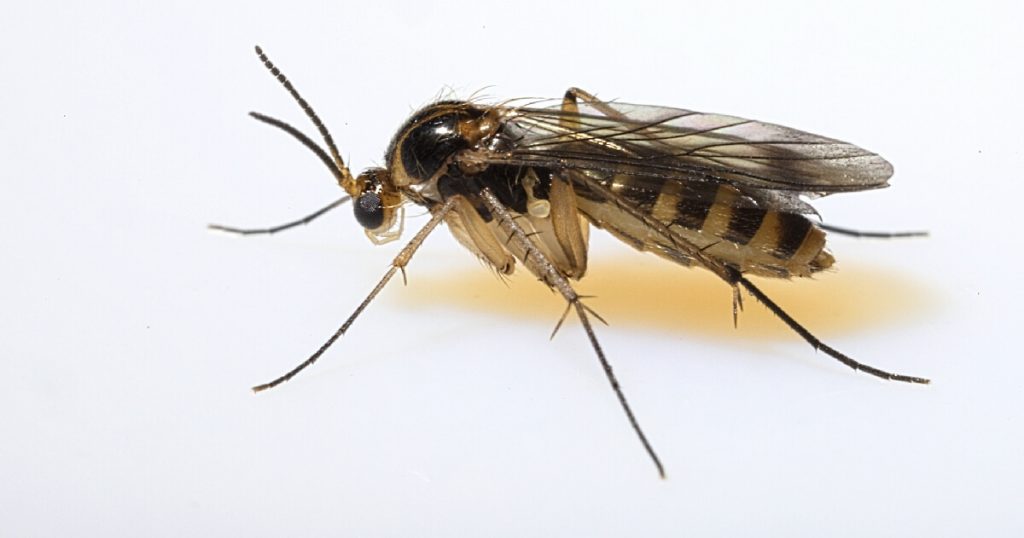 fungus-gnat-(Mycetophilidae-sp.)-closeup
