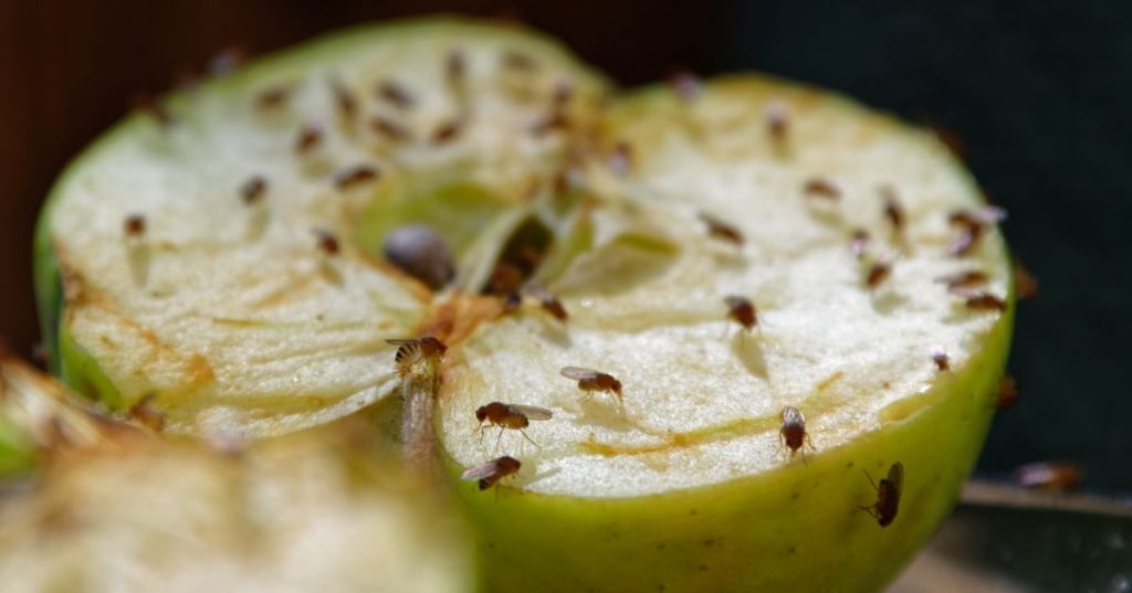 rentokil-fly-control-close-up-swarm-fruit-flies-fedding-on-halved-apple