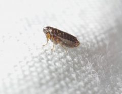 A close-up sharp macro photograph of a flea