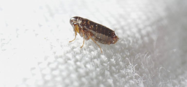A close-up sharp macro photograph of a flea