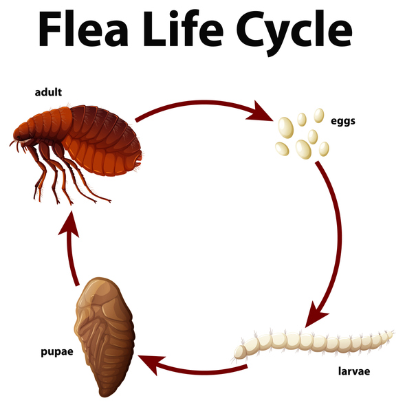 Chart detailing the resilient flea life cycle stages, including the dormant pupae cocoon stage that triggers the hatch wave illusion after standard household cleaning