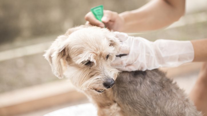 Applying a preventative spot-on flea treatment to a dog, illustrating why targeting only the adult 5% on the pet fails to fix the hidden environmental reservoir in the home.