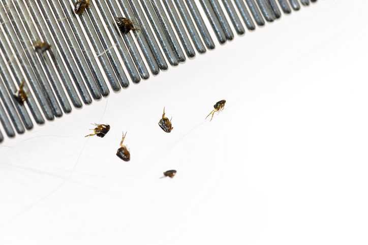Close-up of trapped adult fleas and flea dirt on a metal grooming comb