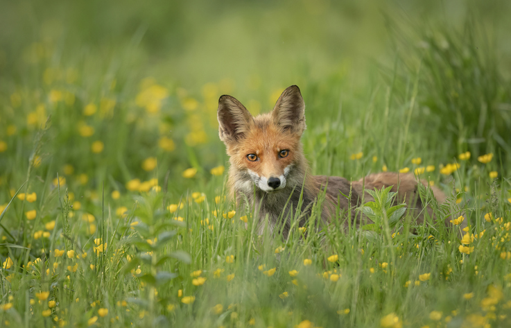 A wild urban fox in a garden acting as a wildlife carrier and living saltshaker, shedding hidden flea eggs into residential lawn grass