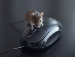 mouse-on-computer-mouse-in-office-on-desk