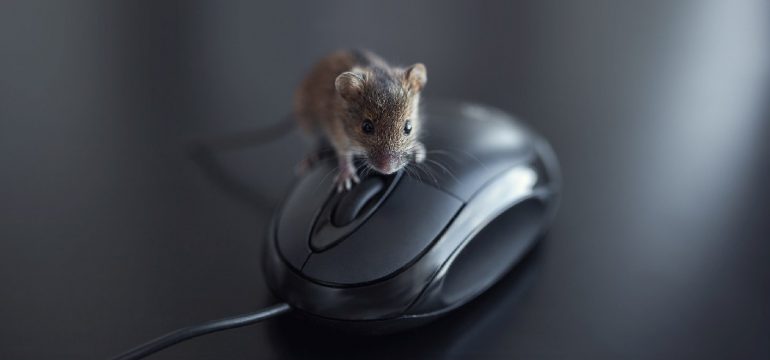 mouse-on-computer-mouse-in-office-on-desk