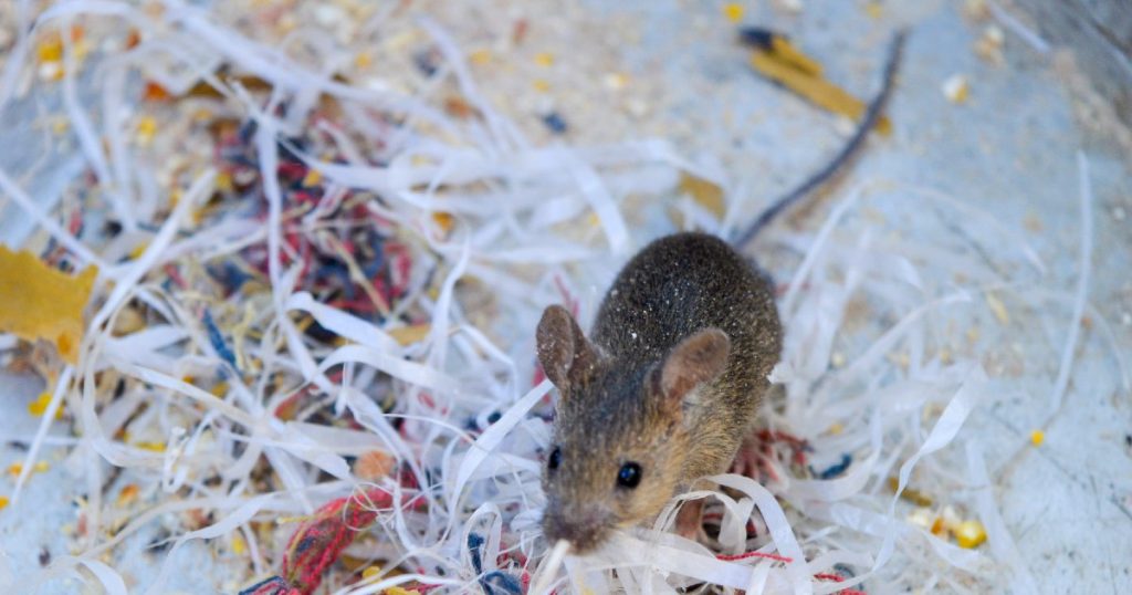 mouse-in-shredded-paper-for-nest