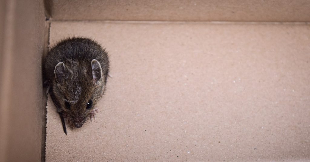 mouse-squeezing-through-chewed-gap