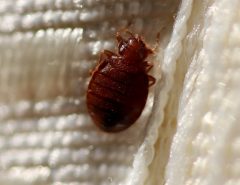 adult-bed-bug-on-mattress-seam-closeup