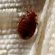 adult-bed-bug-on-mattress-seam-closeup