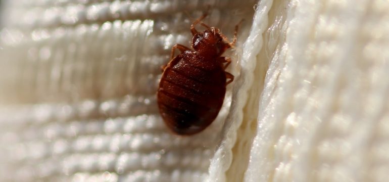 adult-bed-bug-on-mattress-seam-closeup