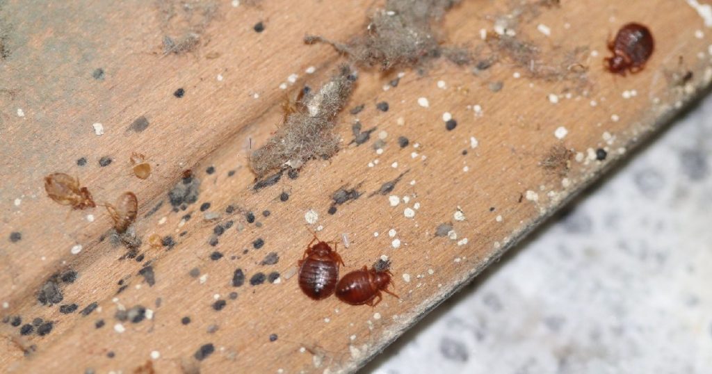 adult-bed-bugs-on-wood-frame-with-excreta-closeup