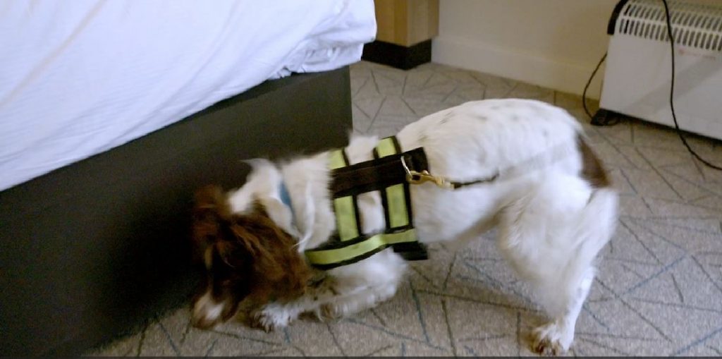 bedbug-detection-dog-sniffing-out-signs-of-bed-bugs-in-hotel-room