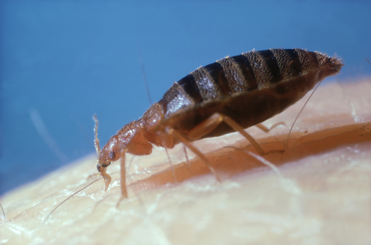 Bed-bug: cimex lectularius on human