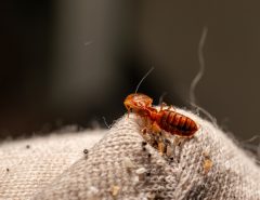 Bed Bugs Hiding in Corner Seam of Mattress Protector