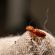 Bed Bugs Hiding in Corner Seam of Mattress Protector