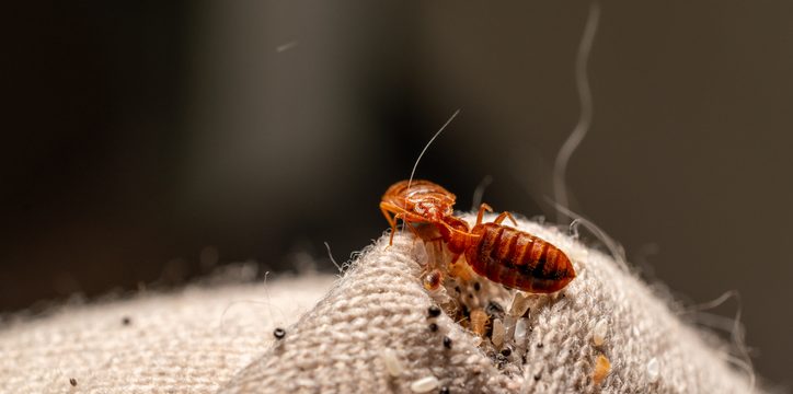 Bed Bugs Hiding in Corner Seam of Mattress Protector