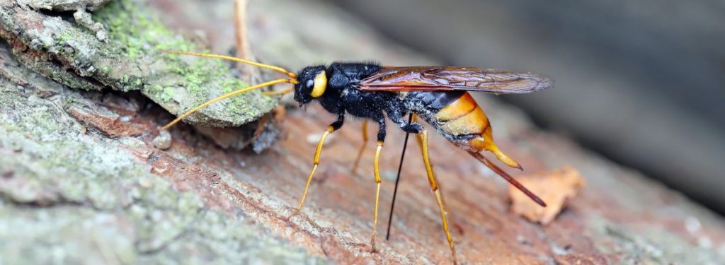 A close-up of a wood wasp (Urocerus gigas) standing on a timber beam outdoors.