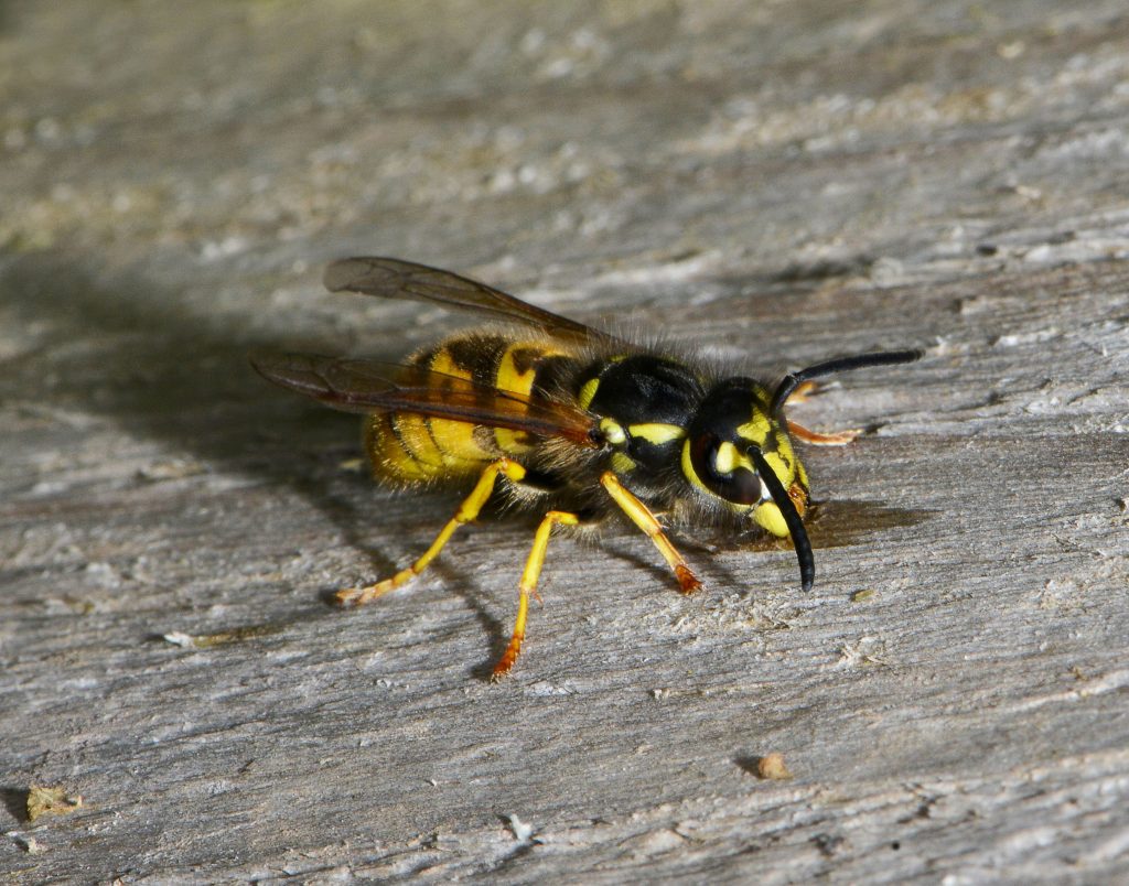 A close-up of a yellow and black wasp standing on a rough, grayish wooden surface, showing its wings, legs, and antennae clearly.
