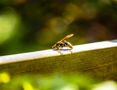 A close-up of a wasp standing on a wooden plank outdoors, with a blurred green and yellow background.