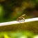 A close-up of a wasp standing on a wooden plank outdoors, with a blurred green and yellow background.