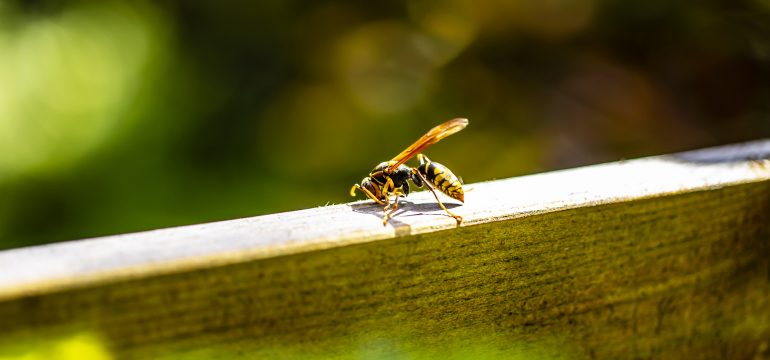 A close-up of a wasp standing on a wooden plank outdoors, with a blurred green and yellow background.