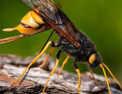 A close-up of a giant wood wasp standing on rough tree bark with a blurred green background.