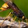 A close-up of a giant wood wasp standing on rough tree bark with a blurred green background.