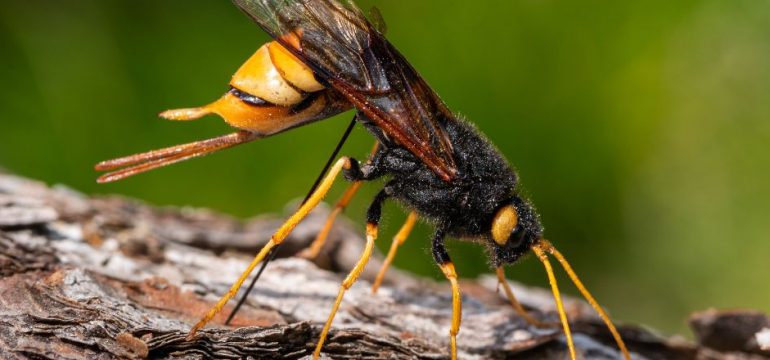 A close-up of a giant wood wasp standing on rough tree bark with a blurred green background.